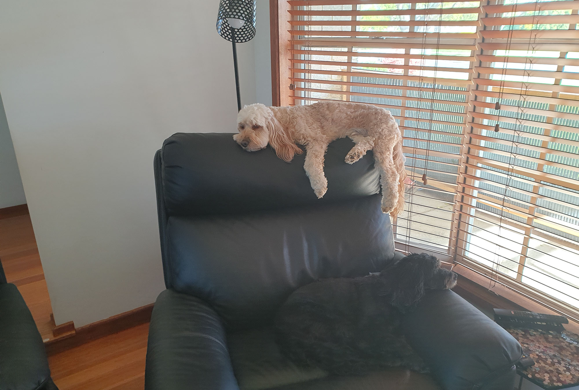 The resting vicious guard dogs
